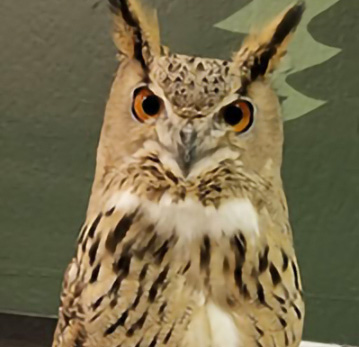 Eurasian Eagle Owl Eurasian Eagle Owl