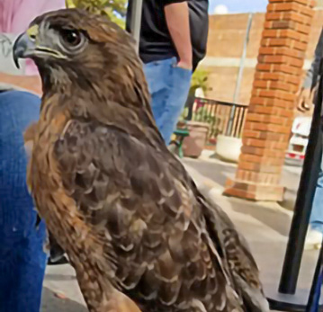 Red-tailed hawk Red-tailed hawk