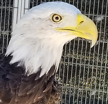 Bald Eagle bald eagle