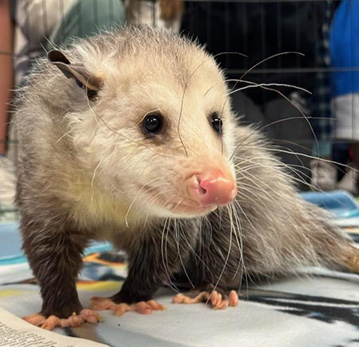 Opossum Opossum