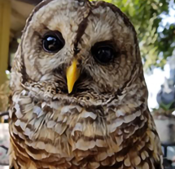 Barred Owl Barred Owl