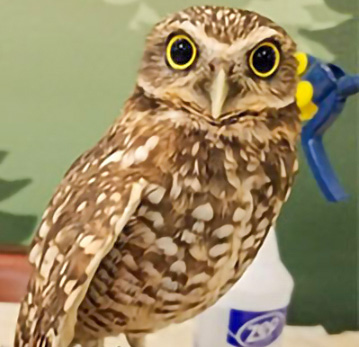 Burrowing Owl Burrowing Owl