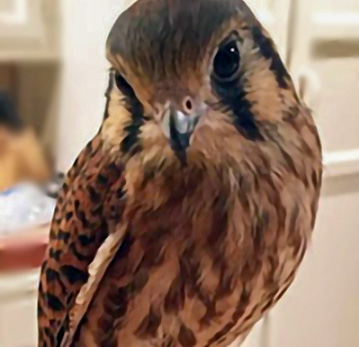 American Kestrel American Kestrel