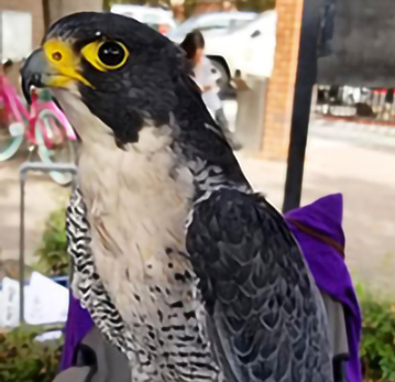Peregrine Falcon Peregrine Falcon