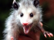 opossum baby