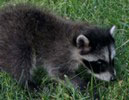 raccoon2